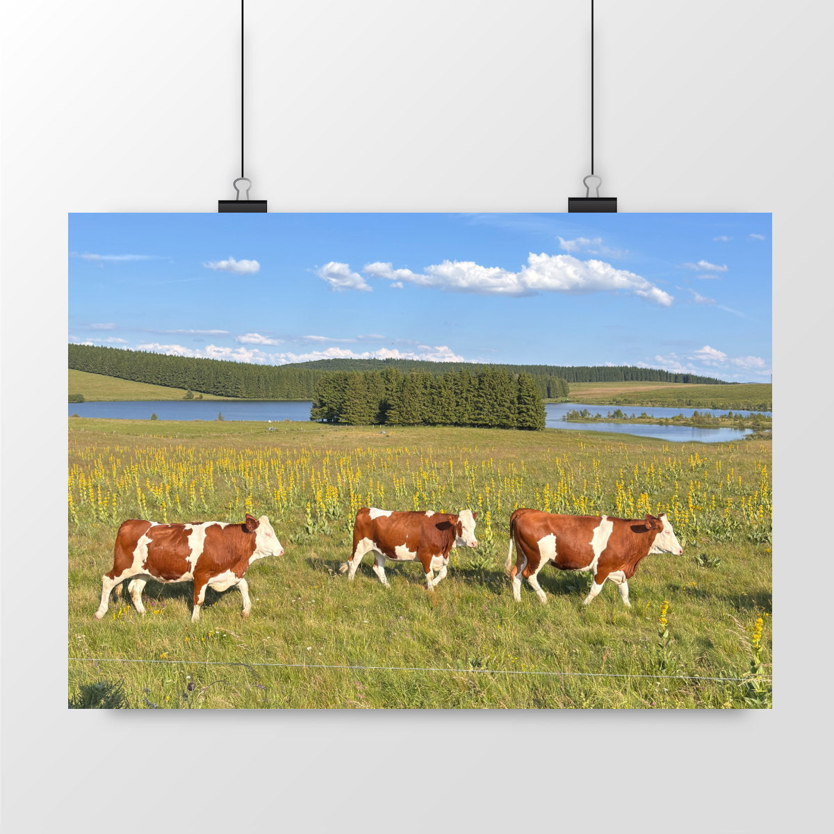 Les vaches de Bourdouze - paysage_1