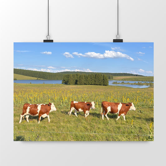 Les vaches de Bourdouze
